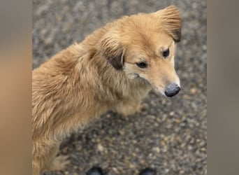 Darla eine gutmütiges freundliches Hundemädchen