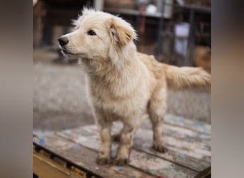 Pedro ein wunderhübscher freundlicher Bub