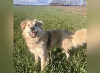 Barney ein Traumwesen