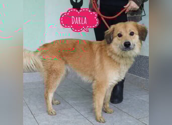 Darla eine gutmütiges freundliches Hundemädchen