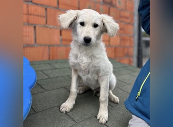 Dobby ein kleiner Schatz