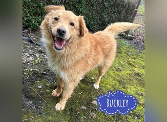 Buckley ein freundlicher Hundebub