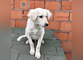 Dobby ein kleiner Schatz