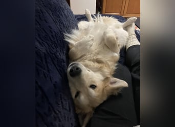 Barney ein Traumwesen