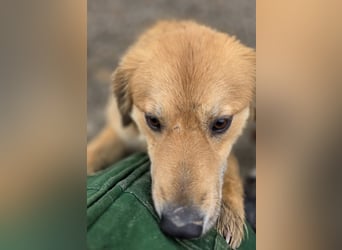 Darla eine gutmütiges freundliches Hundemädchen