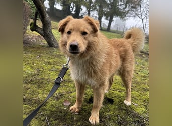 Buckley ein freundlicher Hundebub