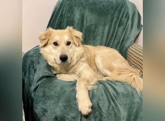 Barney ein Traumwesen