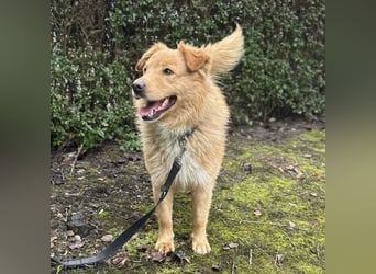 Buckley ein freundlicher Hundebub