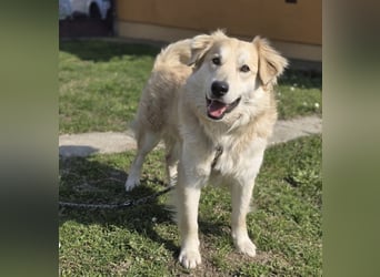 Barney ein Traumwesen