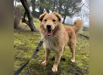 Buckley ein freundlicher Hundebub