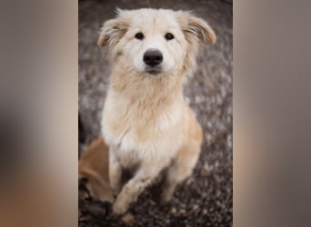 Pedro ein wunderhübscher freundlicher Bub