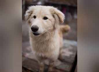 Pedro ein wunderhübscher freundlicher Bub