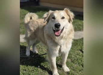 Barney ein Traumwesen