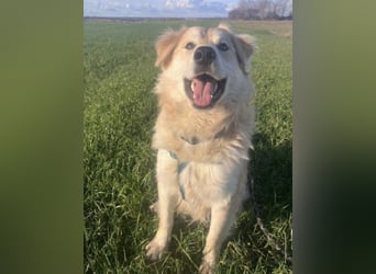 Barney ein Traumwesen