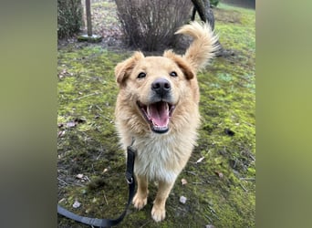 Buckley ein freundlicher Hundebub