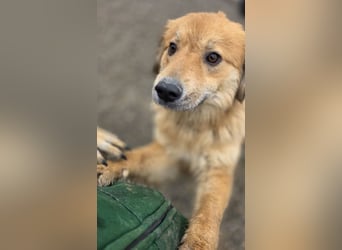 Darla eine gutmütiges freundliches Hundemädchen