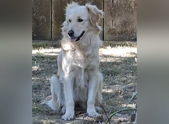 TAMI ❤️ Golden Retriever Dame, Pflegefamilie Bad Vilbel