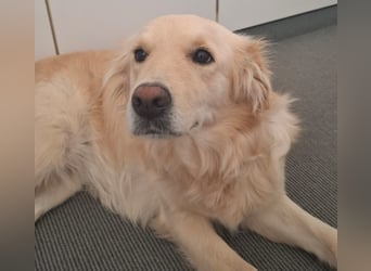 TAMI ❤️ Golden Retriever Dame, Pflegefamilie Bad Vilbel