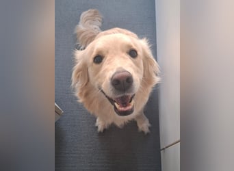TAMI ❤️ Golden Retriever Dame, Pflegefamilie Bad Vilbel