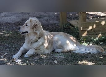 TAMI ❤️ Golden Retriever Dame, Pflegefamilie Bad Vilbel