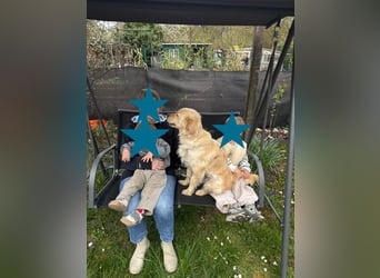 TAMI ❤️ Golden Retriever Dame, Pflegefamilie Bad Vilbel