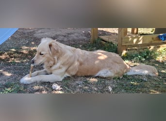 TAMI ❤️ Golden Retriever Dame, Pflegefamilie Bad Vilbel