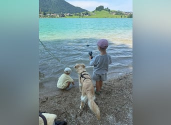 TAMI ❤️ Golden Retriever Dame, Pflegefamilie Bad Vilbel