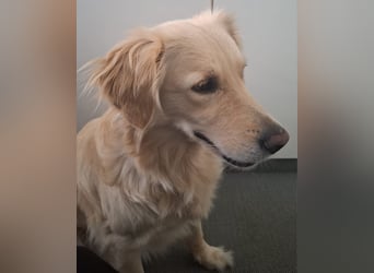 TAMI ❤️ Golden Retriever Dame, Pflegefamilie Bad Vilbel