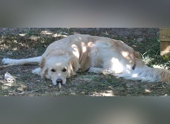 TAMI ❤️ Golden Retriever Dame, Pflegefamilie Bad Vilbel