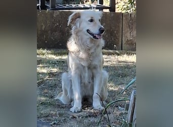 TAMI ❤️ Golden Retriever Dame, Pflegefamilie Bad Vilbel