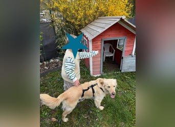 TAMI ❤️ Golden Retriever Dame, Pflegefamilie Bad Vilbel