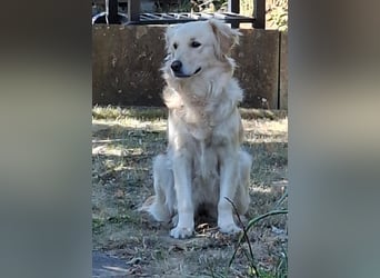 TAMI ❤️ Golden Retriever Dame, Pflegefamilie Bad Vilbel