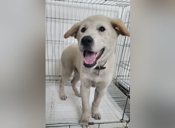 lebhafter freundlicher Golden Retriever, süß, süßer Kyeoni