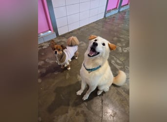 lebhafter freundlicher Golden Retriever, süß, süßer Kyeoni