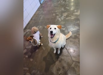 lebhafter freundlicher Golden Retriever, süß, süßer Kyeoni