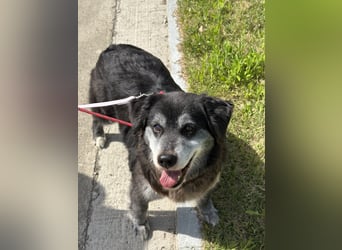 Anfängerhund mit goldener Seele