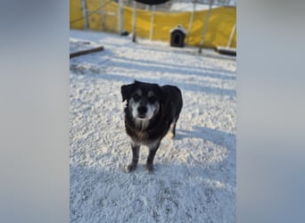Anfängerhund mit goldener Seele