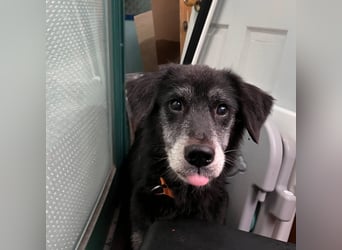 Anfängerhund mit goldener Seele