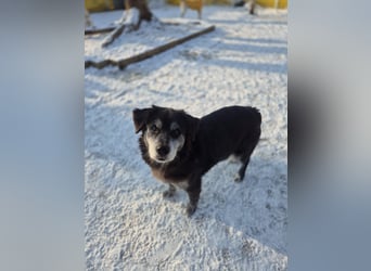 Anfängerhund mit goldener Seele