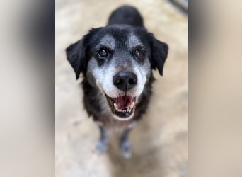 Anfängerhund mit goldener Seele