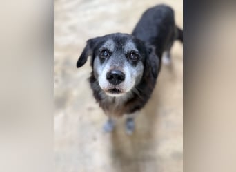 Anfängerhund mit goldener Seele