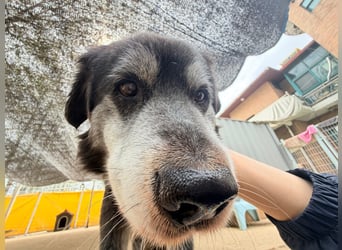 Anfängerhund mit goldener Seele