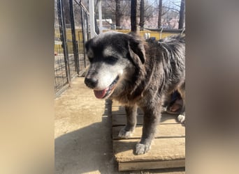 Anfängerhund mit goldener Seele