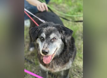 Anfängerhund mit goldener Seele