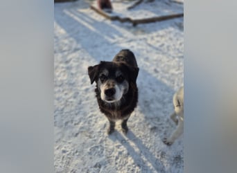 Anfängerhund mit goldener Seele