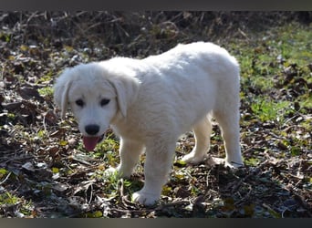 MONTY ca. 3-4 mon. Retriever-Cuvac-Mix-Junge