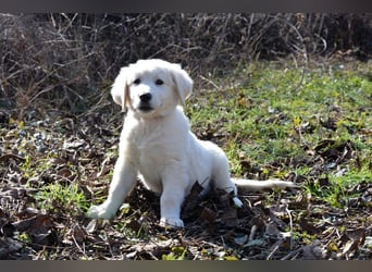 MONTY ca. 3-4 mon. Retriever-Cuvac-Mix-Junge