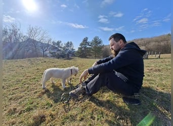 MONTY ca. 3-4 mon. Retriever-Cuvac-Mix-Junge