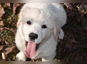 MONTY ca. 3-4 mon. Retriever-Cuvac-Mix-Junge