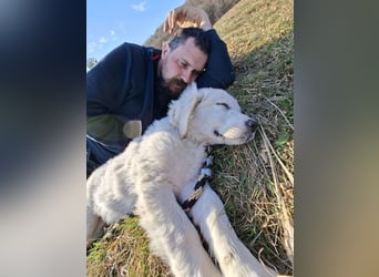 MONTY ca. 3-4 mon. Retriever-Cuvac-Mix-Junge